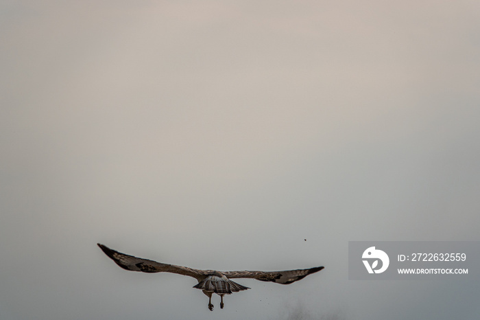 bird of prey flies away from a hill with its wings spread