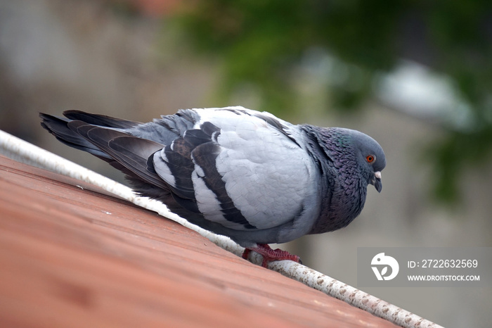 Pigeon standing on a roof, defocused background