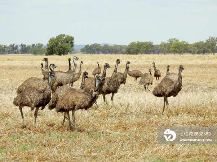 emu flock near Lake Cowal New South Wales, Australia.