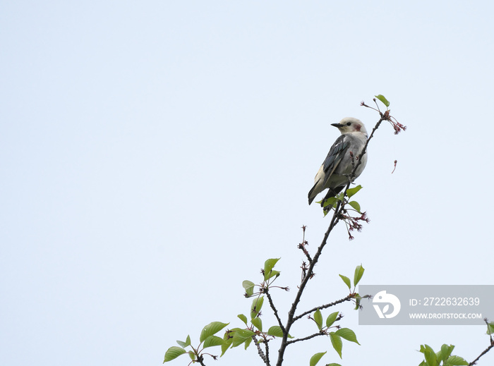 木の上の椋鳥