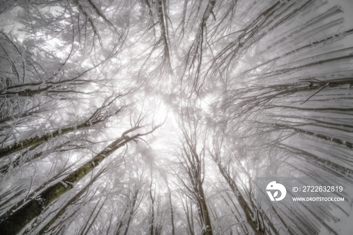 Foreste Casentinesi National Park, Badia Prataglia, Tuscany, Italy, Europe. Looking up through the trees of the forest.