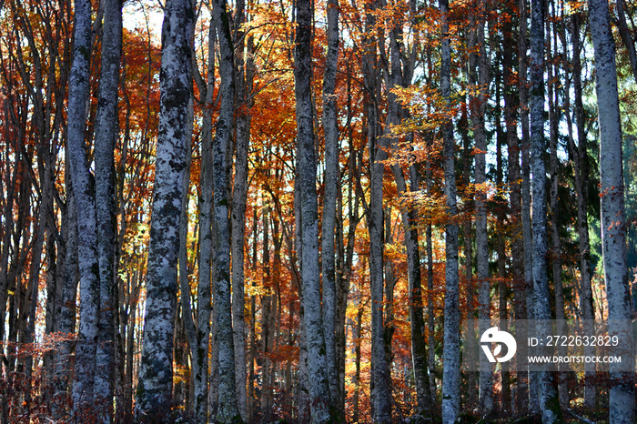 autumn forest background