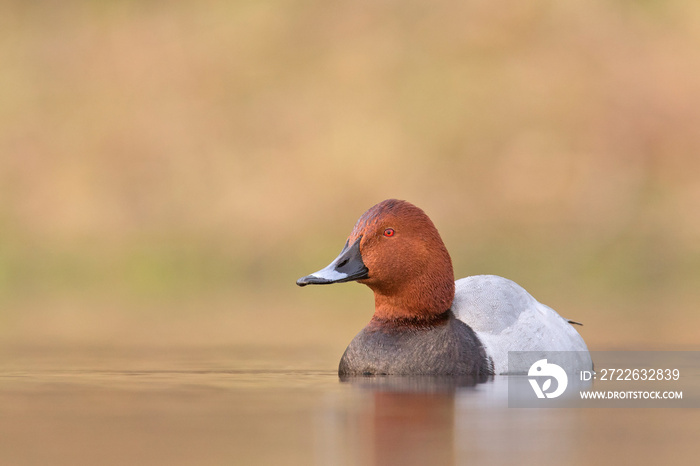 Głowienka, Tafeleend, Common Pochard, Aythya ferina