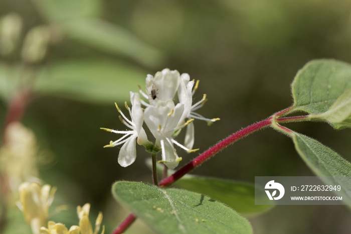 Fly honeysuckle (Lonicera xylosteum)