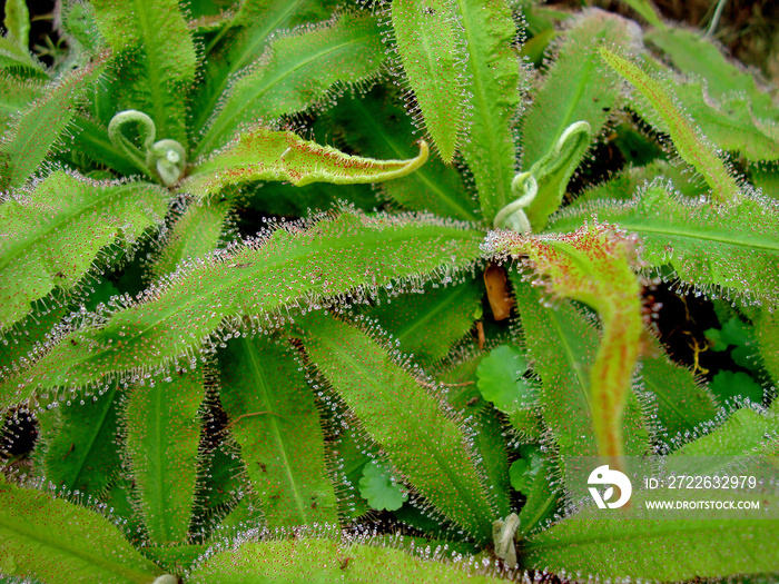 Carnivorous plant or insectivorous plant (Drosera capensis)