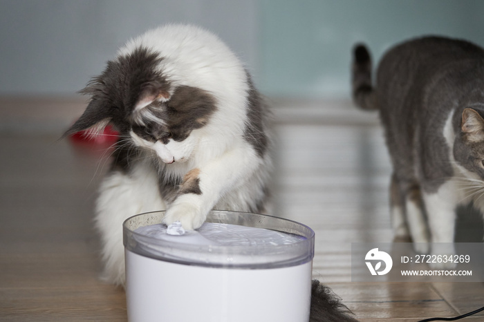 Drinking fountain for cats