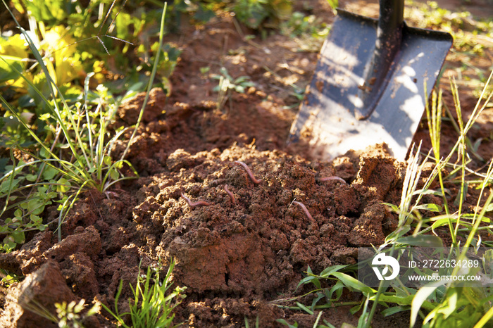 earthworms in healthy topsoil when digging after the vegetable harvest. The carefully composted soil is free of nitrates and ideal for organic cultivation of fruits and vegetables.