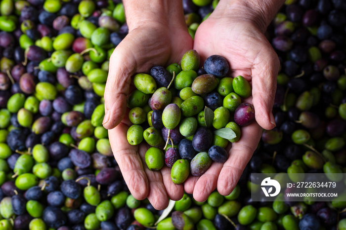 Green and black bio ripe olives ready to be processed at the mill to get the olive oil in wrinkled hands of a farmer