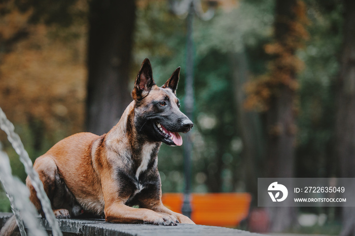 Belgian Shepherd dog (Malinois dog) at autumn park