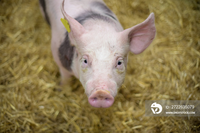 view of a pig in a box at the agricultural show