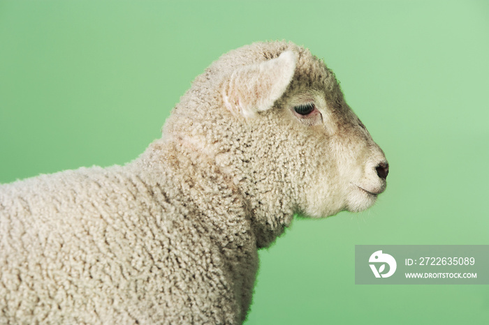 Side view of a lamb standing against green background