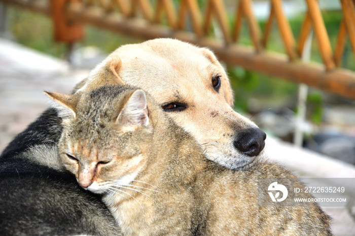 Dog and cat to snuggle in animal love best friends