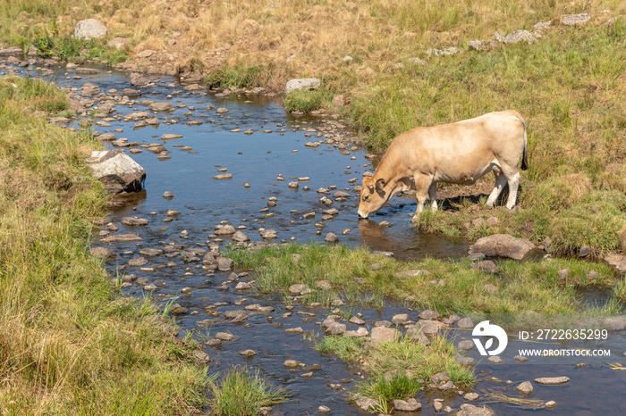 Aubrac cow going to drink in a river in times of drought.