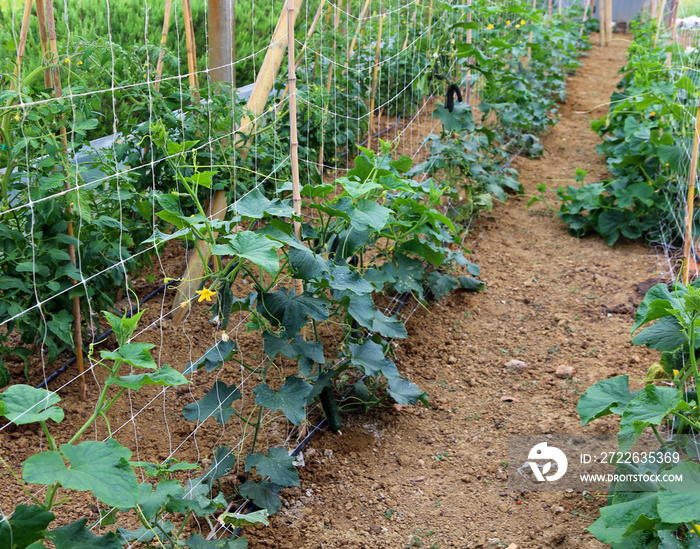 plants of cucumbers in a large greenhouse