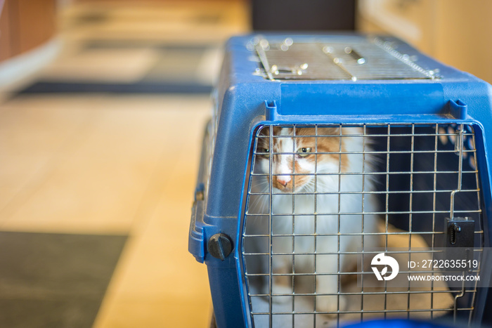 cat in carrier looking out at animal hospital