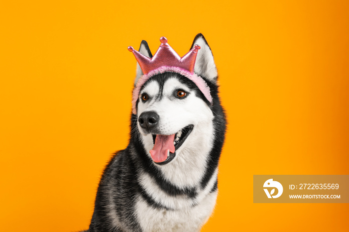 Adorable husky dog on color background