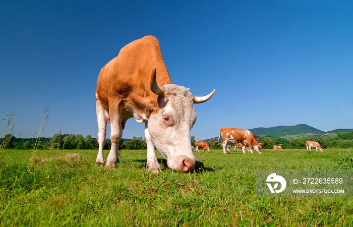 Cow grazing in a field