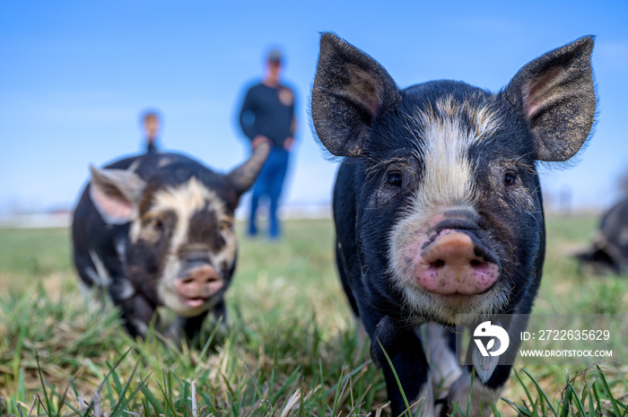 piglets playing on farm