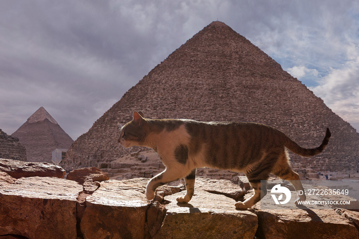 The cat walks along the trail against the backdrop of the mountain of Moses in Egypt