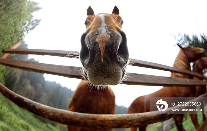 close up horse head portrait. cute funny brown horse peeping through the fence