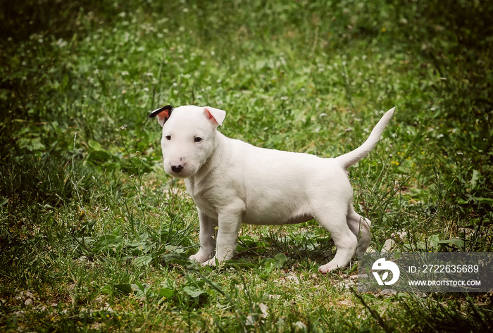 Portrait of a Bull Terrier puppy dog