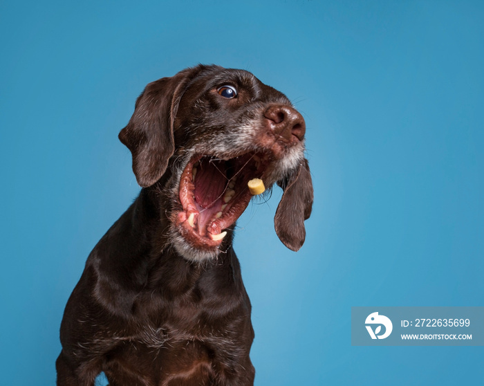 studio shot of a cute dog on an isolated background