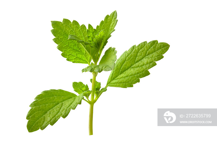 Fresh mint branch isolated on white background. Full focus of the plant.