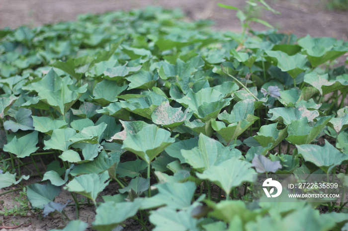 creepers with green leaves sweet potato plants in the garden