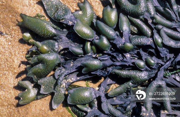 Fucus vesicolus , Algue , varech, Fucus vésiculeux