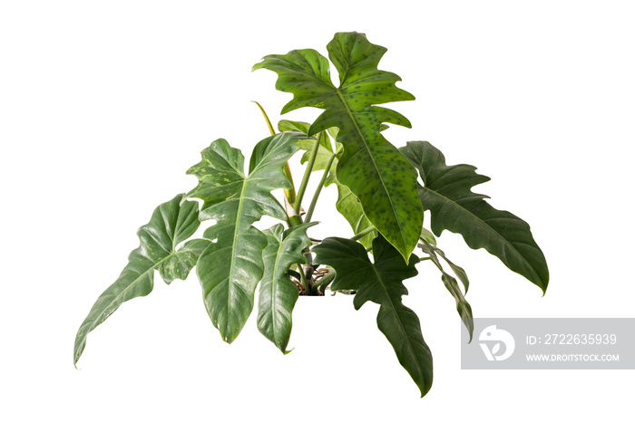 Philodendron golden dragon plant isolated include clipping path