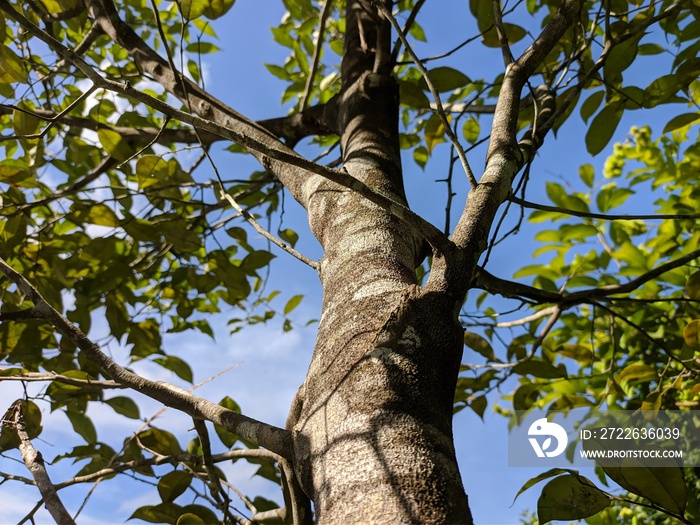 Gaharu tree (Aquilaria malaccensis) in the morning