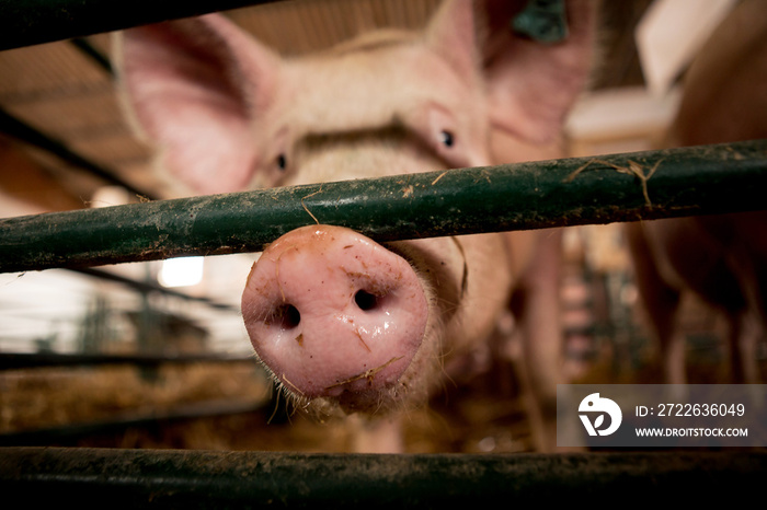 The focus on the young pig’s nose while it is in the stables with other pigs.