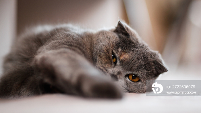 Scottish fold cat laying lazy on the floor, selective focus, horizontal photo