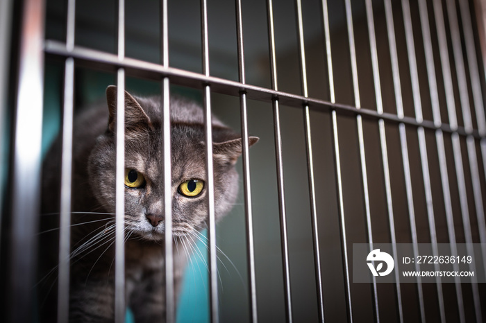 Sick cat waiting for treatment in cage of veterinarian clinic