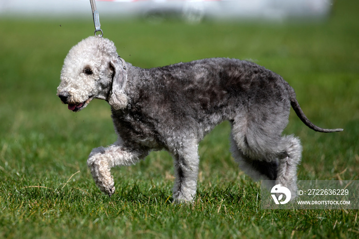 Bedlington Terrier