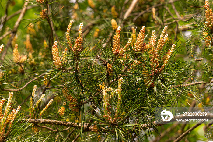 Young shoots of pine in early summer.