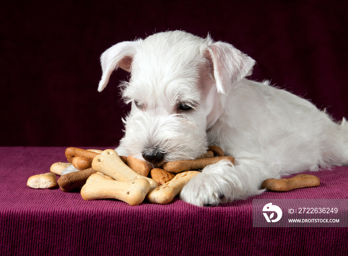 puppy with dog biscuits bones