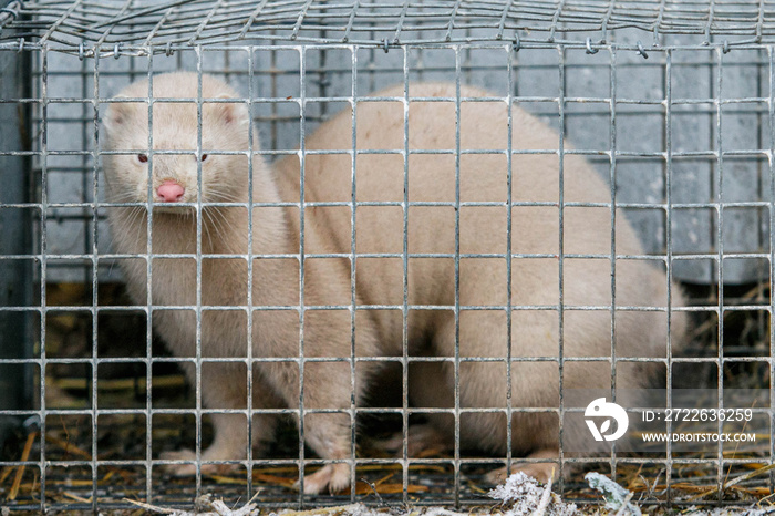 Mink farm. Mink in the cage. Mink’s fur