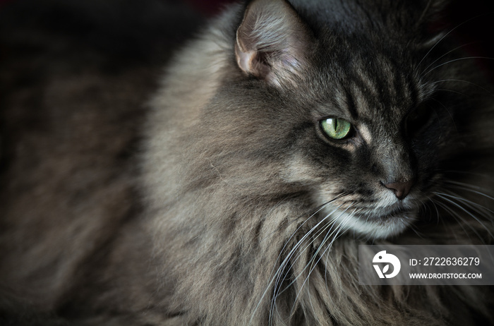 Portrait of mature gray maine coon cat