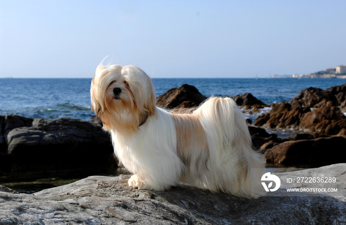 Portrait of lhasa apso dog