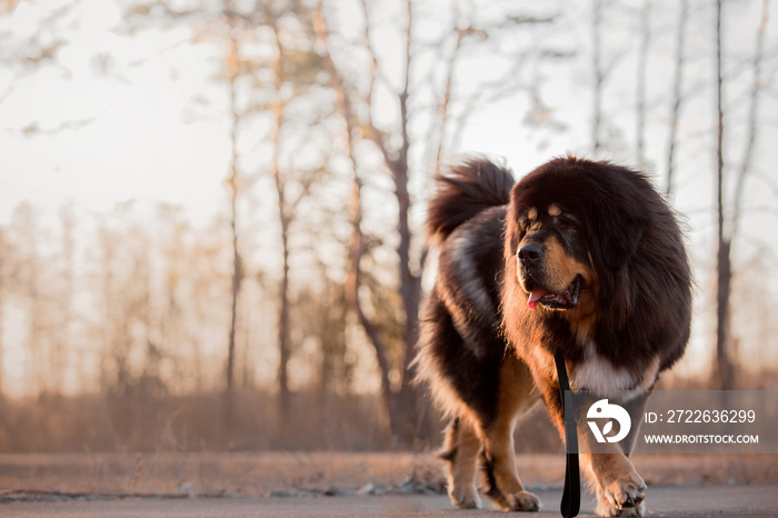 Tibetan mastiff dog in the park