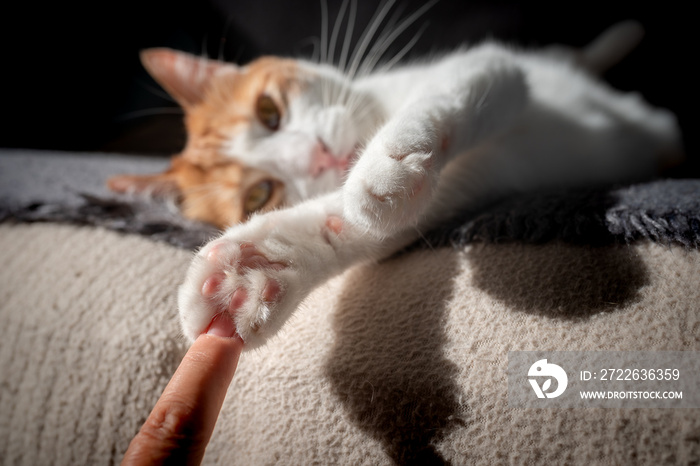 la pata de un gato toca un dedo humano. primer plano