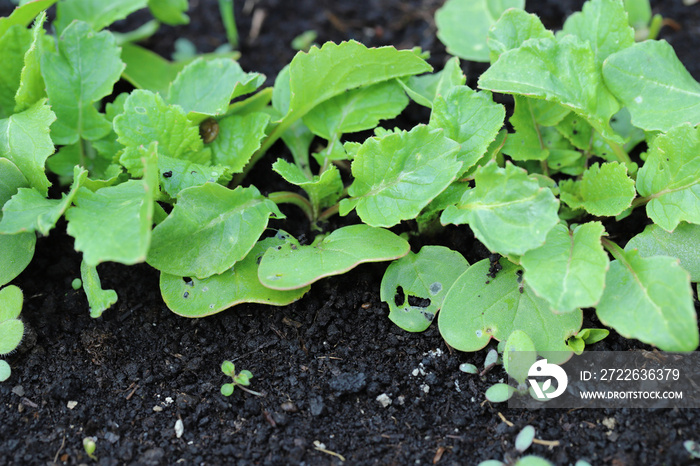 Young radish plants injured by snails.