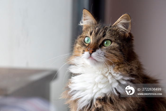 Long haired Norwegian Forest cat