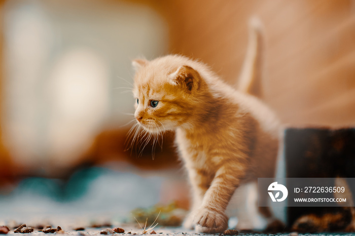 Beautiful Ginger Kitten Exploring the World