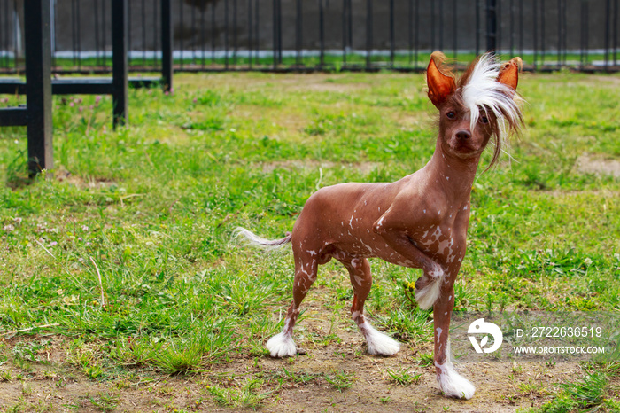 Dog breed Chinese Crested