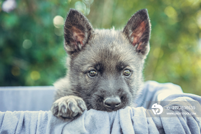 Portrait of a six weeks old german shepherd puppy dog playing in a garden in late summer outdoors