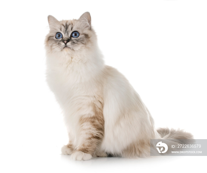 birman kitten in studio