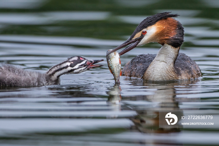 Haubentaucher (Podiceps cristatus) füttert