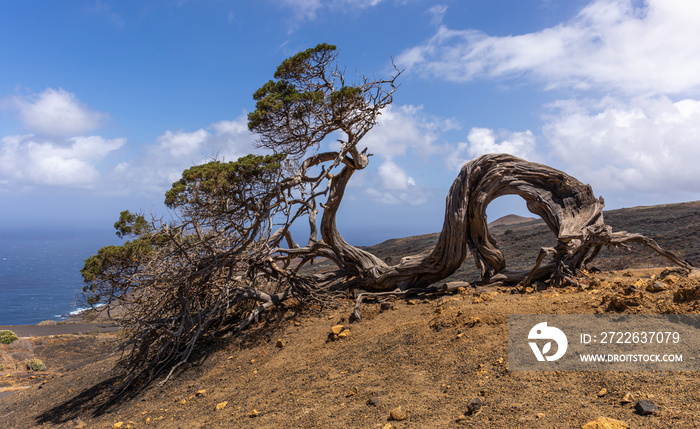 Iconic trees of El Hierro